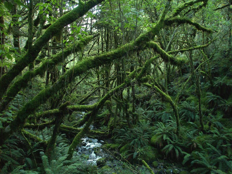 Impenetrable rainforest in Kepler mountains, Fiordland, New Zealand