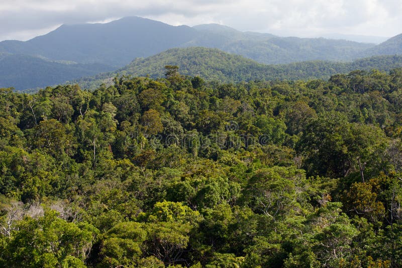 Rainforest canopy royalty free stock photo