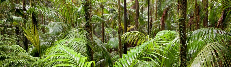 Rainforest - banner image