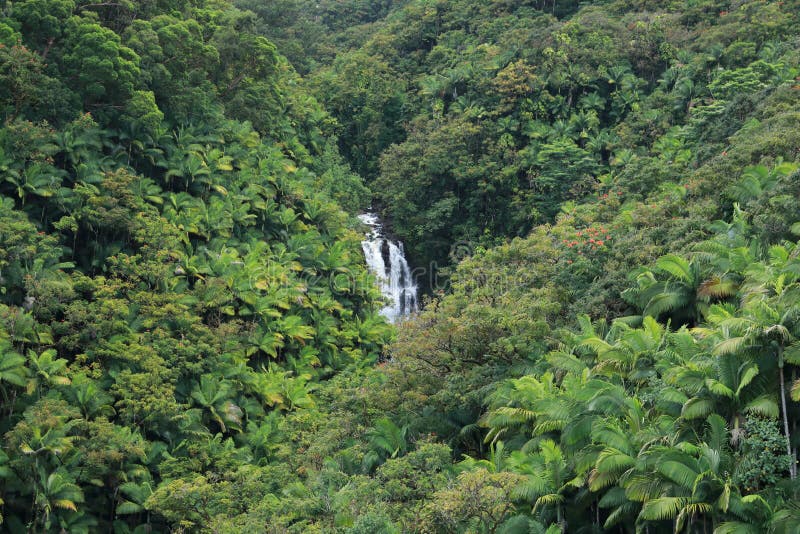 Rainforest Big Island Hawaii,USA Stock Photo Image of flora, green