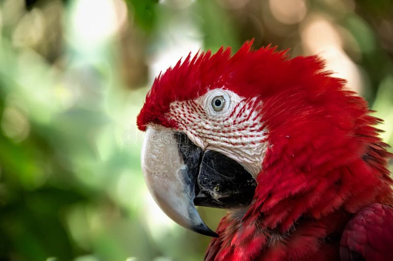 In the Rainforest the Big Red Parrot Macaw Close-up. the Horizontal ...