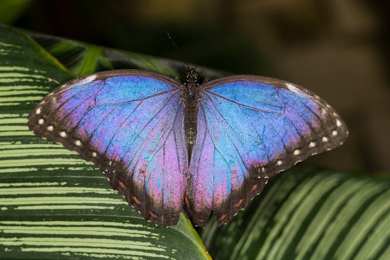 Rainforest Butterfly is Sitting on the Tree Leaf Stock Photo Image of