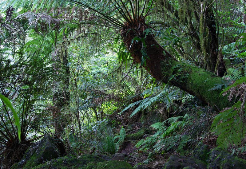 Rainforest floor stock photo. Image of rainforest, plants 2261426