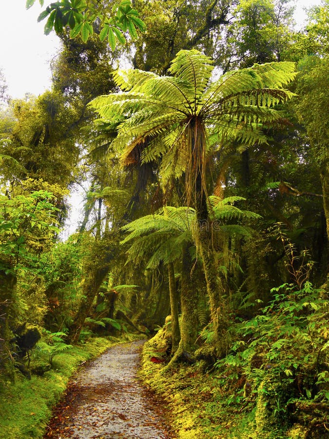 Rainforest, Fiordland, Westland, New Zealand Stock Photo - Image of fiordland, west: 116334724