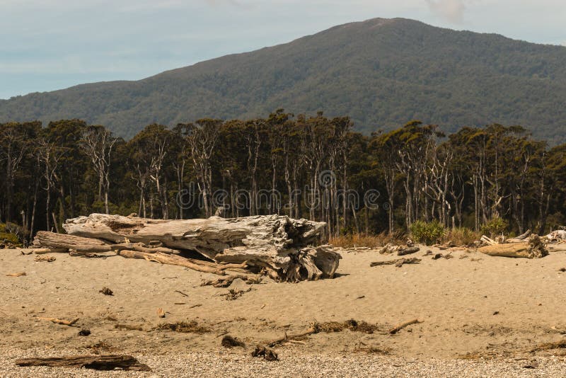 Rainforest för sydlig bokträd på västkusten av Nya Zeeland arkivfoton Rainforest för sydlig bokträd på västkusten av Nya Zeeland arkivfoton