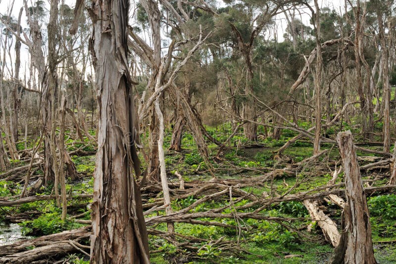 Rainforest i våt vinter arkivfoto Rainforest i våt vinter arkivfoto