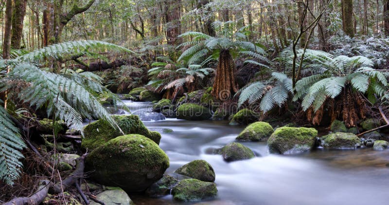 Rainforest River Panorama stock images Rainforest River Panorama stock images