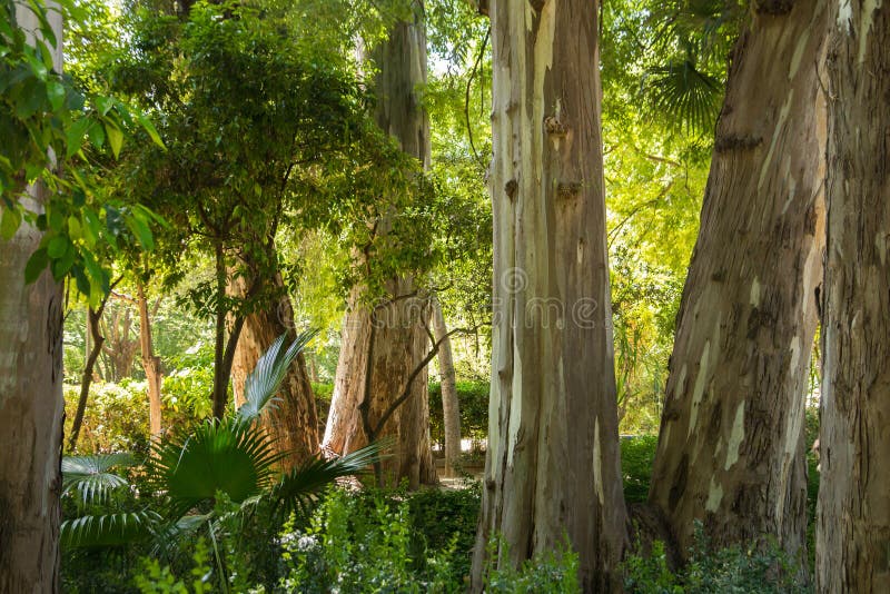 Rainforest tree trunks