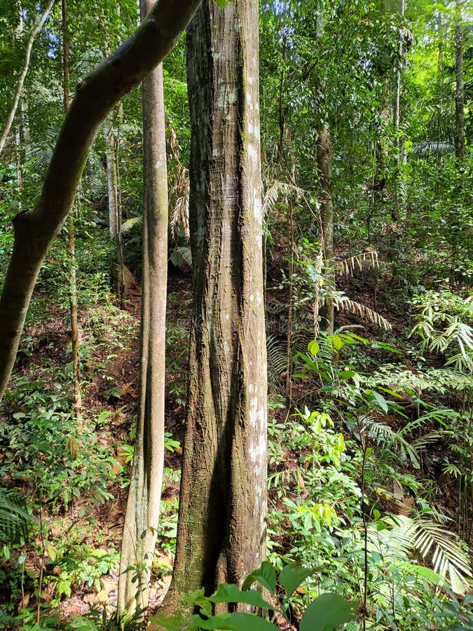 Rainforest Trees in Kuala Kubu Bharu, Selangor, Malaysia. Stock Photo Image of wilderness
