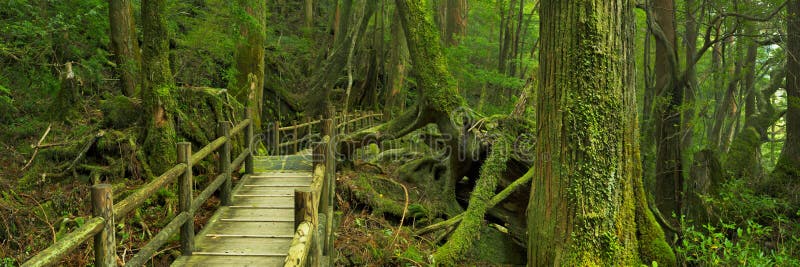 Rainforestbana i Yakusugi land på den Yakushima ön, Japan fotografering för bildbyråer Rainforestbana i Yakusugi land på den Yakushima ön, Japan fotografering för bildbyråer