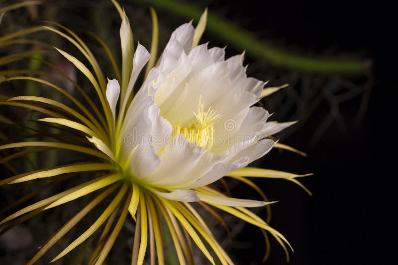 Rainha Da única Flor Da Noite Imagem de Stock - Imagem de anual, cacto:  119189233