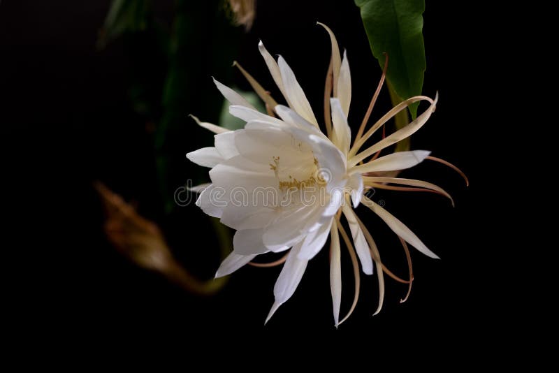 A Rainha Da Planta Do Cacto Do Oxypetalum De Epiphyllum Da Noite, Noite Que  Floresce, Com O Encantamento, Bewitchingly Perfumado, Imagem de Stock -  Imagem de floral, escuro: 126500527