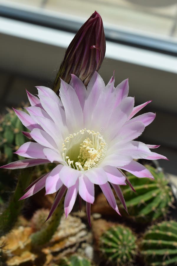 Rainha Do Cacto Noturno, Uma Flor Rosa Bem Aberta, Uma Ainda Fechada Imagem  de Stock - Imagem de planta, chamado: 241784883