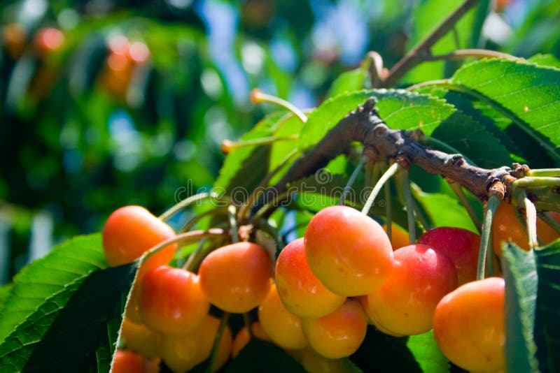 Rainier Cherries on Tree stock image. Image of yellow 5920909