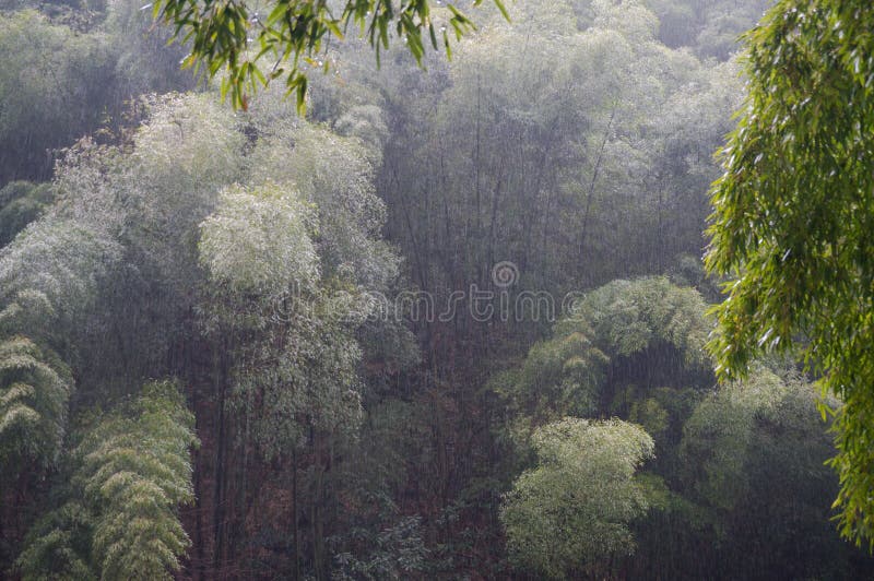 forest of drizzling rain download forest of drizzling rain download