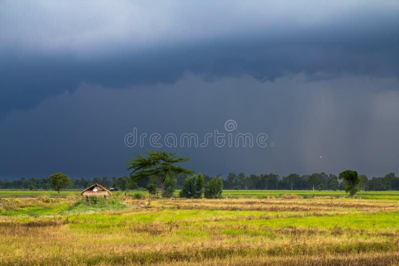 Raining on paddy