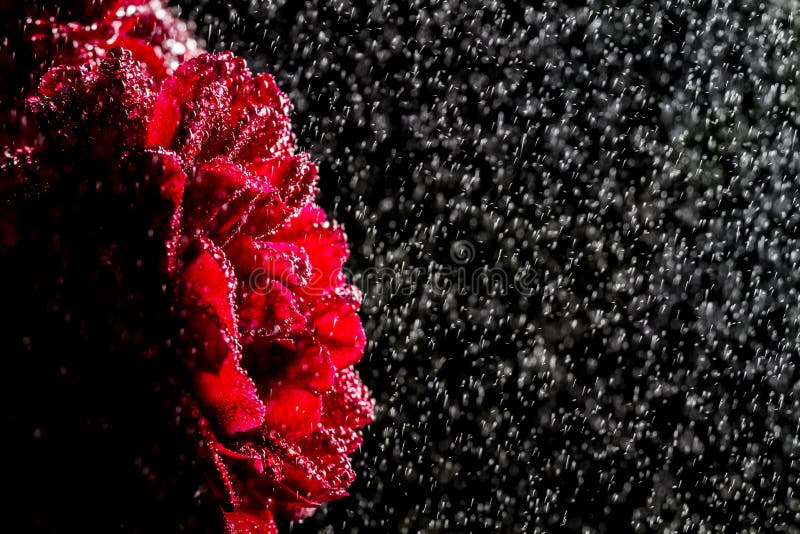 Raining on the rose stock photo. Image of garden, bloom 26213048