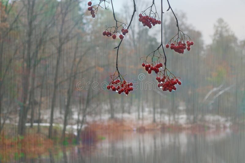 Rainstorm on the background of an autumn forest