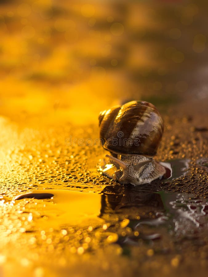 Nachtleben eine Schnecke Schnecke kriecht im Regen, die Farben der Nacht.