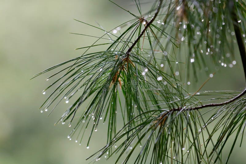 Giornata di pioggia con gocce d'acqua raccolta sul aghi di pino.