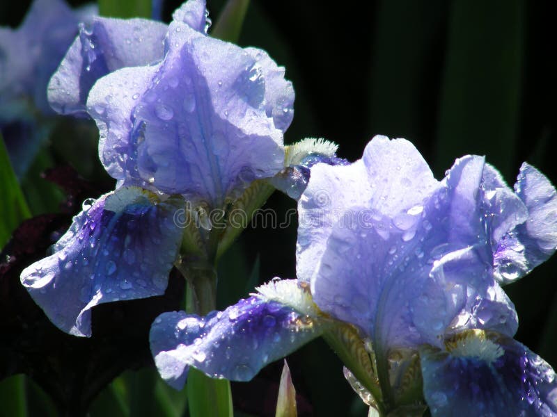 Rainy Irises stock image. Image of flora, pretty, closeup 6857935