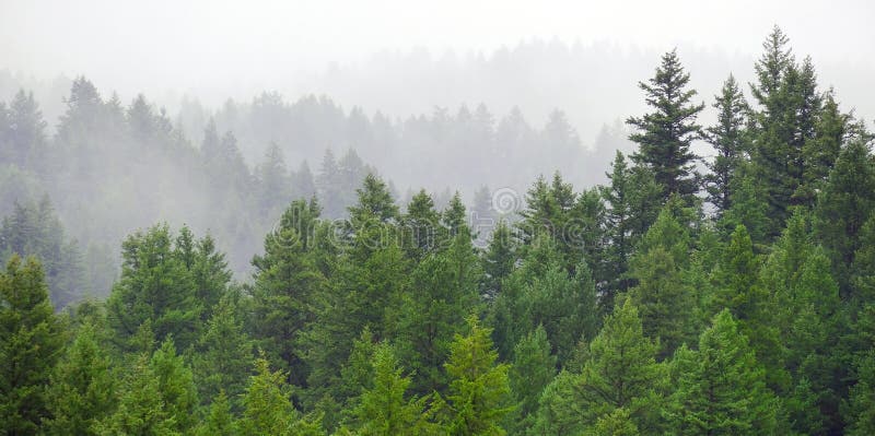 Rainy Lush Green Pine Tree Forest Forrest in Wilderness Mountains stock photos