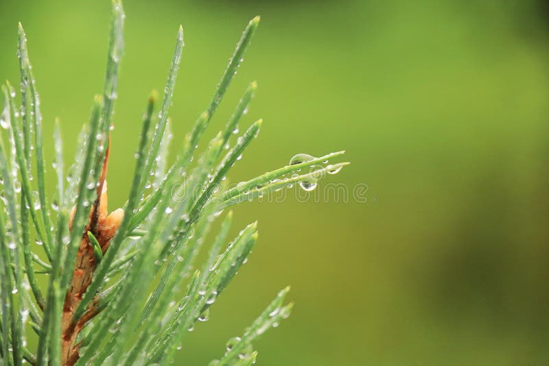 351 Greeb Green Photos Free Royalty Free Stock Photos From Dreamstime