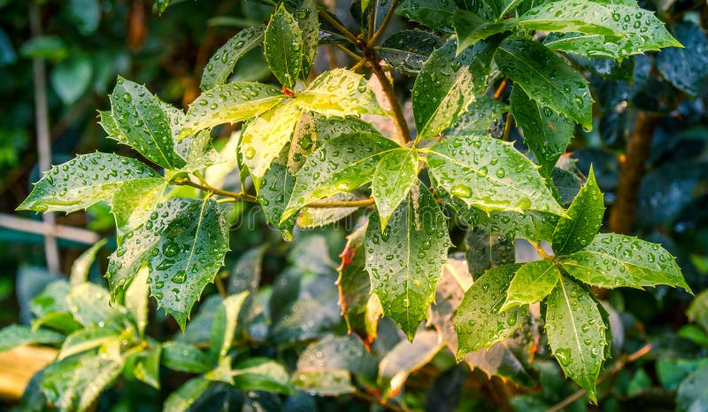 Una piovosa situazione gocce di pioggia di stabilirsi sul fogliame verde dopo la tempesta immagine con copia spazio.