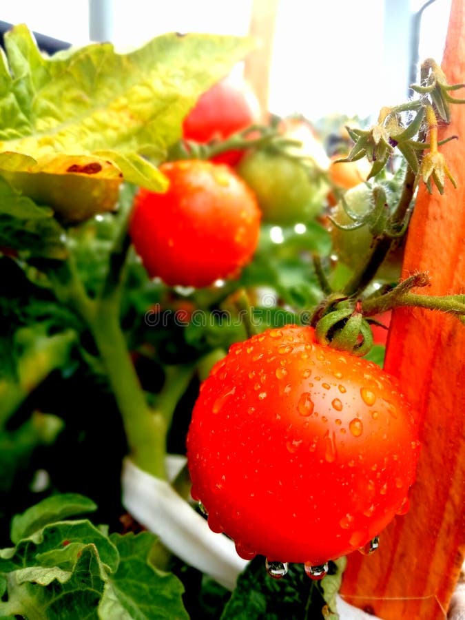 Tomaa Stock Photos Free & RoyaltyFree Stock Photos from Dreamstime