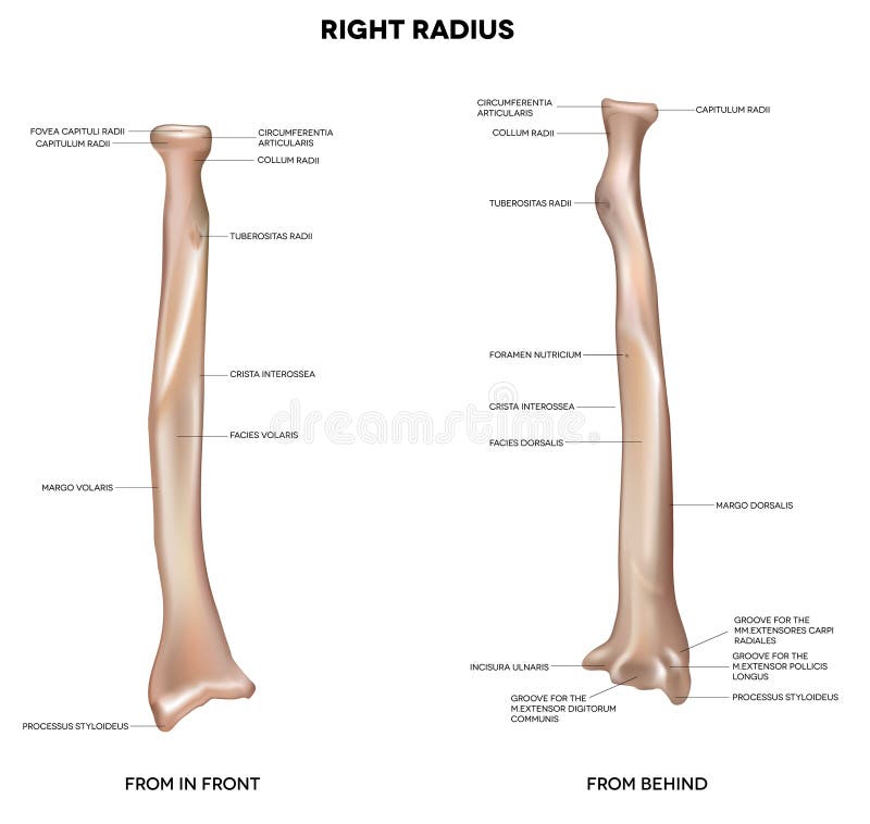 Radius. Human right radius, bone. Detailed medical illustration. Latin medical terms. Isolated on a white background. Radius. Human right radius, bone. Detailed medical illustration. Latin medical terms. Isolated on a white background.