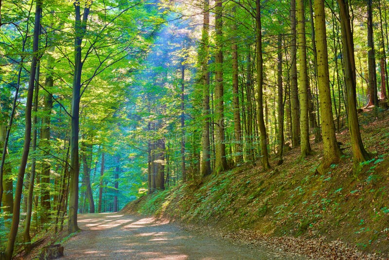 Raios de Sun na reserva natural verde da floresta decíduo foto de stock Raios de Sun na reserva natural verde da floresta decíduo foto de stock