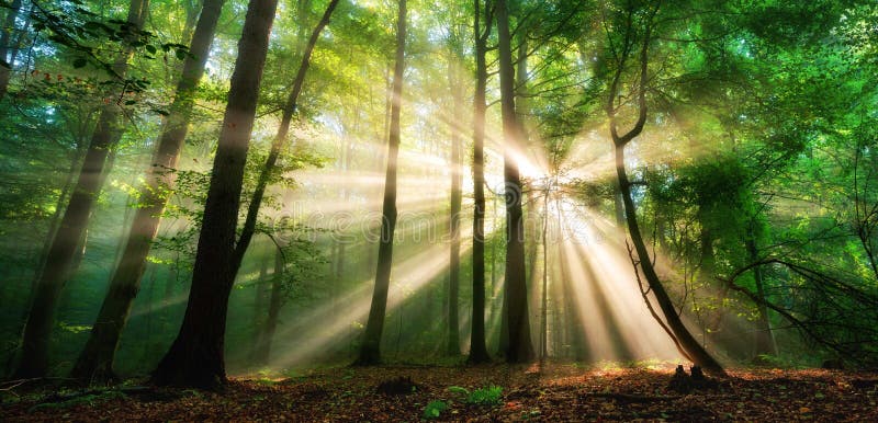 Raios luminosos de sol numa floresta verde-nebulosa