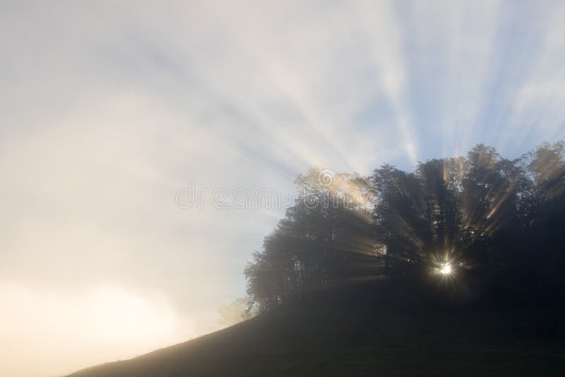 Raios de sol da manhã nevoenta através das árvores imagens de stock royalty free