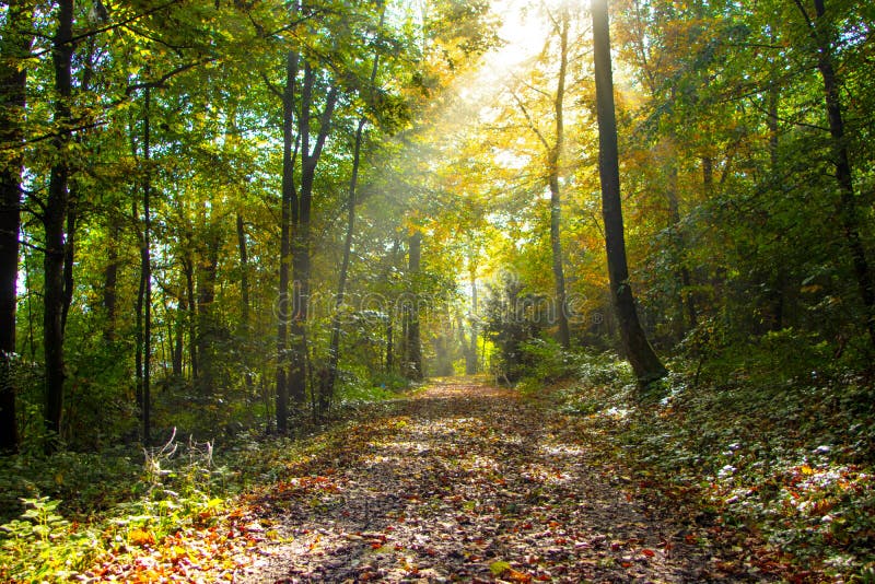 Sun rays glowing during sunrise after a foggy night in the forrest with sunrise. Sun rays glowing during sunrise after a foggy night in the forrest with sunrise