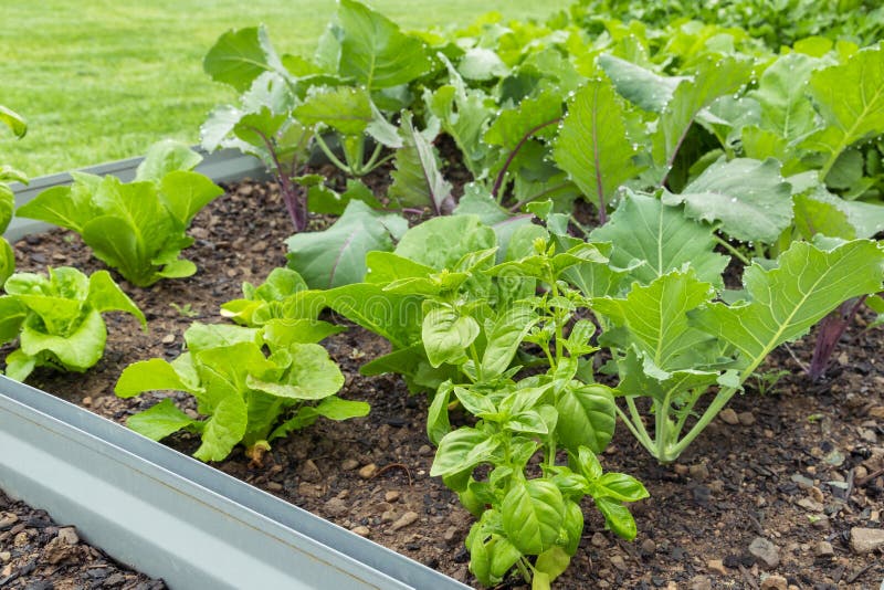 Raised Bed in Vegetable Garden with Leafy Vegetables Stock Image