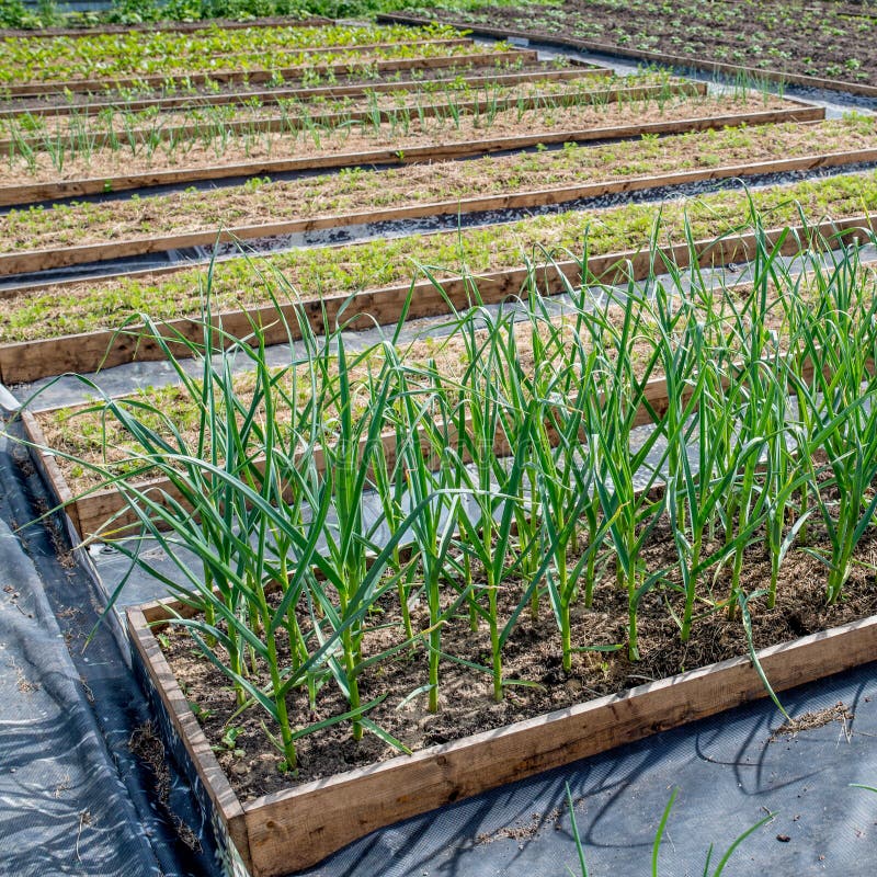 Raised Garden Beds With Greens And Vegetables At The End Of