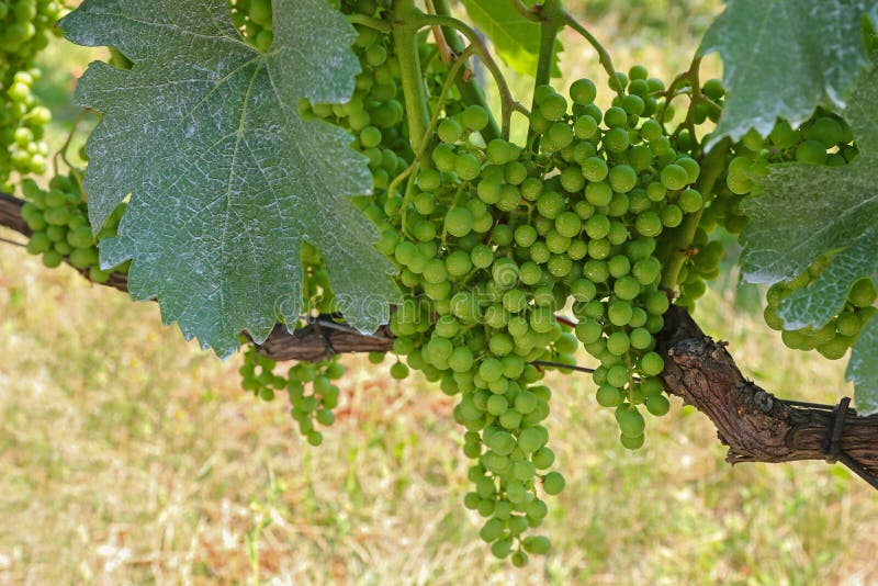 Raisin franc bleu (de Blaufraenkisch) dans le Burgenland images stock Raisin franc bleu (de Blaufraenkisch) dans le Burgenland images stock