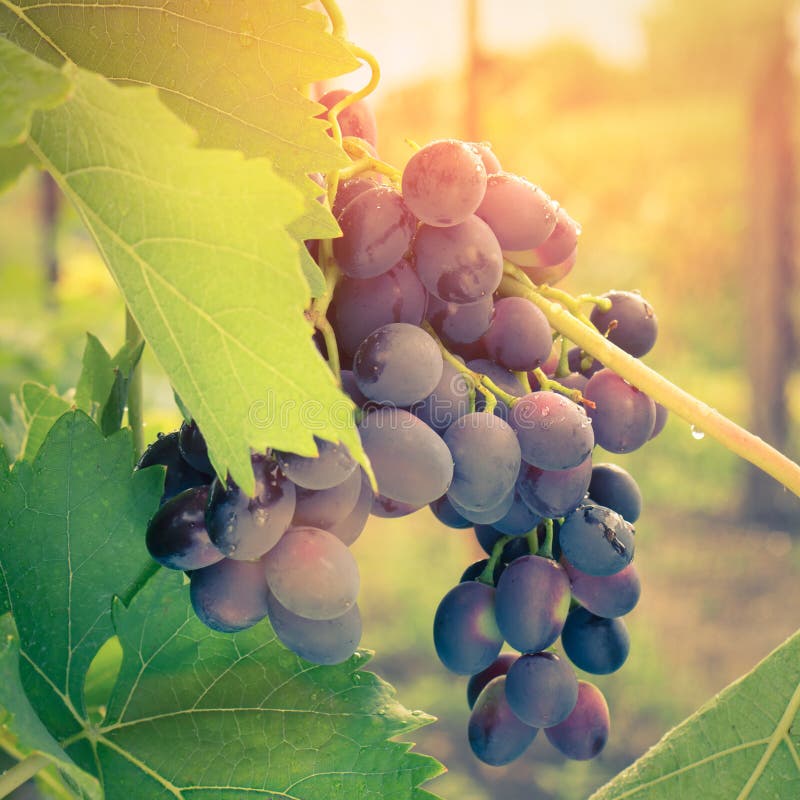 Raisin mûr sur la vigne dans la lumière de lever de soleil photographie stock libre de droits Raisin mûr sur la vigne dans la lumière de lever de soleil photographie stock libre de droits