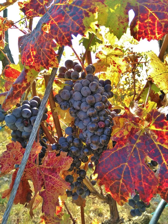 Raisin rouge mûr avec la couleur d'automne des feuilles photo libre de droits Raisin rouge mûr avec la couleur d'automne des feuilles photo libre de droits