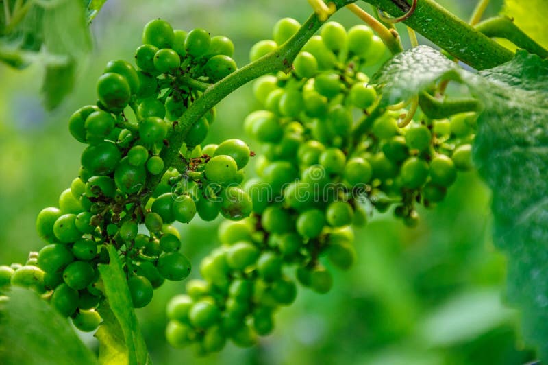 Raisin vert juteux frais de vigne sur la branche de buisson image libre de droits Raisin vert juteux frais de vigne sur la branche de buisson image libre de droits
