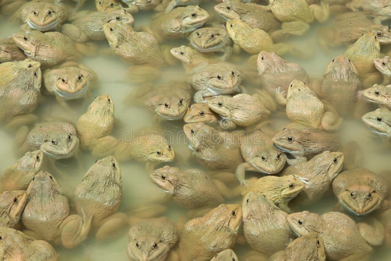 The raising frogs in pond stock photo. Image of color 58900554