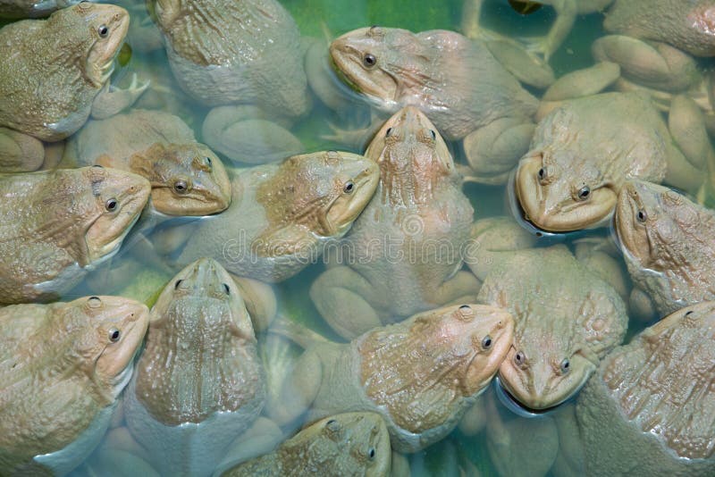 The raising frogs in pond stock image. Image of nature 58902891