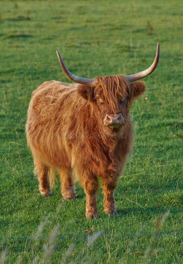 Raising Scottish Breed of Cattle and Livestock on a Farm for Beef ...