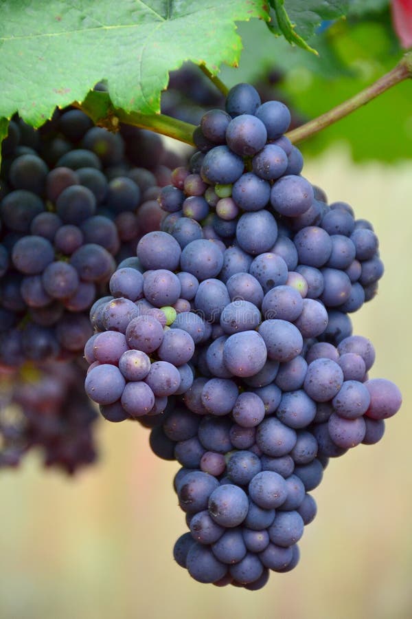 Variété De Raisin De Pinot Grigio Pinot Grigio Est Une Variété De