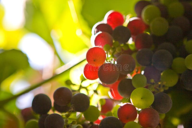 Raisins colorés images stock Raisins colorés images stock