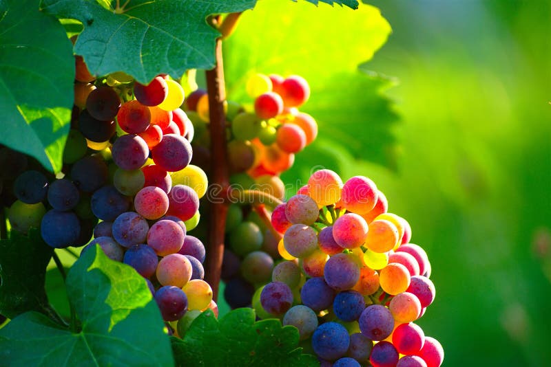 Raisins de cuve bleus de maturation photo stock Raisins de cuve bleus de maturation photo stock