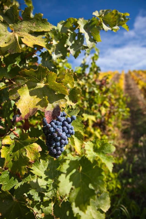 Photo of Port Wine grapes in the Douro Region, Portugal. Photo of Port Wine grapes in the Douro Region, Portugal.