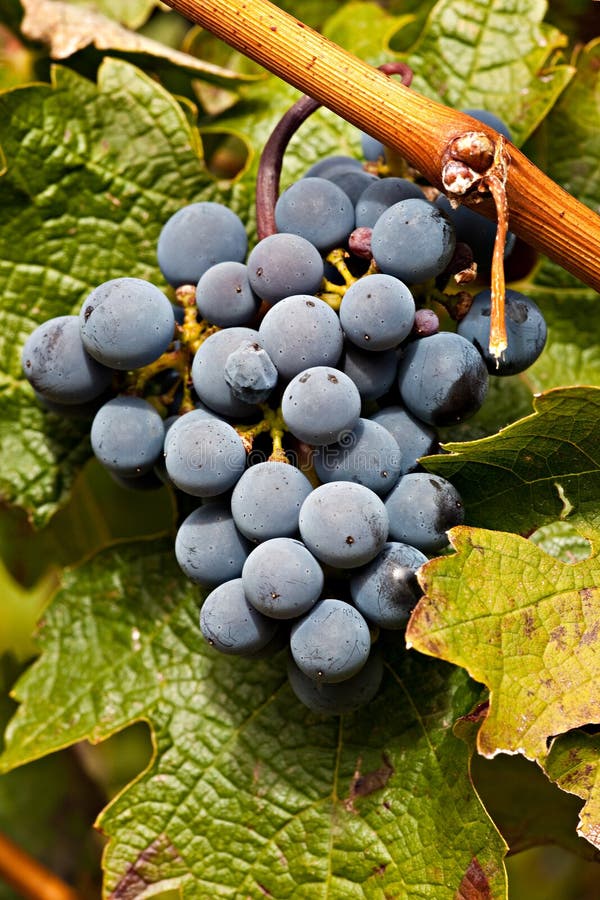 Photo of Port Wine grapes in the Douro Region, Portugal. Photo of Port Wine grapes in the Douro Region, Portugal.