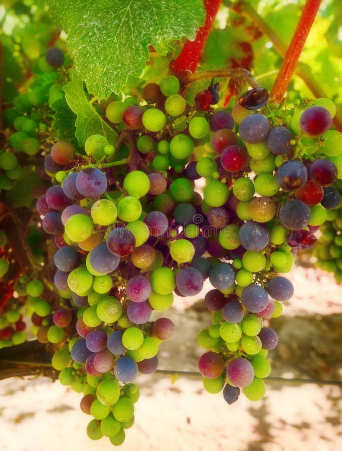 Raisins de cuve pourprés et verts, la Californie photo stock