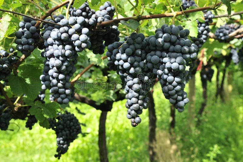 Raisins de cuve savoureux avant moisson image stock Raisins de cuve savoureux avant moisson image stock